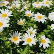 ヒメ日記 2025/04/04 09:46 投稿 山口美雪 五十路マダムエクスプレス横浜店（カサブランカグループ）