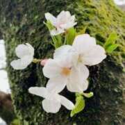 ヒメ日記 2025/04/04 20:10 投稿 山口美雪 五十路マダムエクスプレス横浜店（カサブランカグループ）