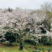 ヒメ日記 2025/04/05 09:58 投稿 山口美雪 五十路マダムエクスプレス横浜店（カサブランカグループ）