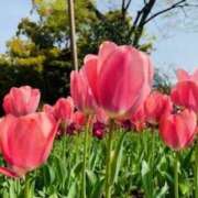 ヒメ日記 2025/04/08 09:40 投稿 山口美雪 五十路マダムエクスプレス横浜店（カサブランカグループ）