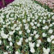 ヒメ日記 2025/04/14 11:18 投稿 山口美雪 五十路マダムエクスプレス横浜店（カサブランカグループ）