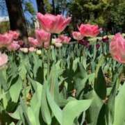 ヒメ日記 2025/04/15 09:36 投稿 山口美雪 五十路マダムエクスプレス横浜店（カサブランカグループ）