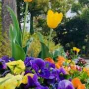 ヒメ日記 2025/04/17 09:46 投稿 山口美雪 五十路マダムエクスプレス横浜店（カサブランカグループ）