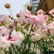 ヒメ日記 2025/04/18 09:28 投稿 山口美雪 五十路マダムエクスプレス横浜店（カサブランカグループ）