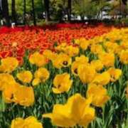 ヒメ日記 2025/04/19 09:42 投稿 山口美雪 五十路マダムエクスプレス横浜店（カサブランカグループ）