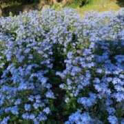 ヒメ日記 2025/04/25 15:12 投稿 山口美雪 五十路マダムエクスプレス横浜店（カサブランカグループ）