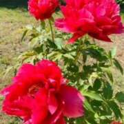 ヒメ日記 2025/05/07 13:30 投稿 山口美雪 五十路マダムエクスプレス横浜店（カサブランカグループ）