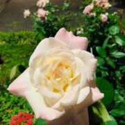 ヒメ日記 2025/05/14 09:32 投稿 山口美雪 五十路マダムエクスプレス横浜店（カサブランカグループ）