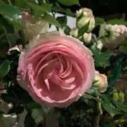 ヒメ日記 2025/05/19 10:02 投稿 山口美雪 五十路マダムエクスプレス横浜店（カサブランカグループ）