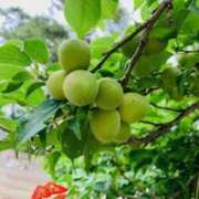 ヒメ日記 2025/05/23 09:32 投稿 山口美雪 五十路マダムエクスプレス横浜店（カサブランカグループ）