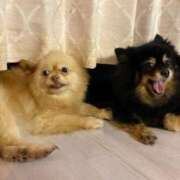 ヒメ日記 2025/10/04 07:34 投稿 ごじょう チューリップ福井別館