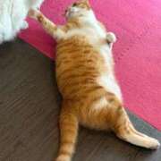 ヒメ日記 2025/09/11 17:34 投稿 ごじょう チューリップ福井本館