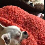 ヒメ日記 2025/11/01 10:49 投稿 いおり ぽっちゃりデリヘル倶楽部