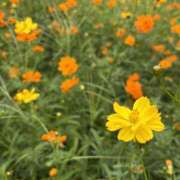 ヒメ日記 2025/10/15 14:46 投稿 ゆい【FG系列】 フィーリングin厚木【FG系列】