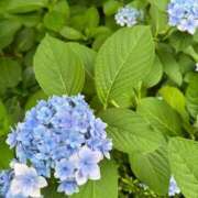 ヒメ日記 2025/06/21 17:44 投稿 エリカ【漏れる吐息に秘密の情事】 秘書コレクション 高松店