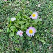 ヒメ日記 2025/05/14 18:25 投稿 かりん 花火-hanabi-(すすきの)