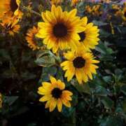 ヒメ日記 2025/08/25 22:03 投稿 かりん 花火-hanabi-(すすきの)