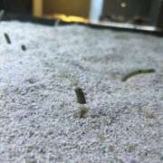 ヒメ日記 2025/09/13 21:24 投稿 かりん 花火-hanabi-(すすきの)