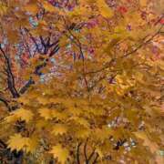 ヒメ日記 2025/11/04 18:29 投稿 かりん 花火-hanabi-(すすきの)