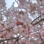 ヒメ日記 2026/04/24 12:28 投稿 かりん 花火-hanabi-(すすきの)