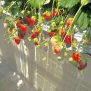 ヒメ日記 2025/04/19 20:26 投稿 めい 虹色メロンパイ 横浜店