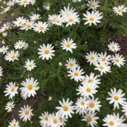 ヒメ日記 2025/05/08 13:37 投稿 めい 虹色メロンパイ 横浜店