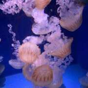 ヒメ日記 2025/06/20 15:15 投稿 めい 虹色メロンパイ 横浜店