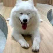 ヒメ日記 2025/06/20 18:36 投稿 めい 虹色メロンパイ 横浜店