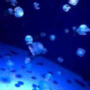 ヒメ日記 2025/06/29 11:56 投稿 めい 虹色メロンパイ 横浜店