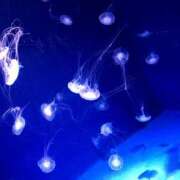 ヒメ日記 2025/06/29 20:13 投稿 めい 虹色メロンパイ 横浜店