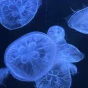 ヒメ日記 2025/07/20 15:56 投稿 めい 虹色メロンパイ 横浜店