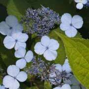 ヒメ日記 2025/07/07 14:34 投稿 神田いずみ 手コキ研修塾