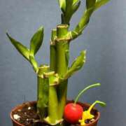 ヒメ日記 2025/11/23 21:16 投稿 める Ace(エース)