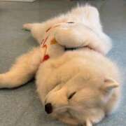 ヒメ日記 2025/12/15 10:01 投稿 める Ace(エース)