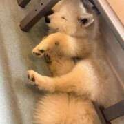 ヒメ日記 2026/02/17 16:45 投稿 める Ace(エース)