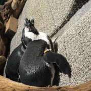 ヒメ日記 2026/03/03 19:15 投稿 める Ace(エース)