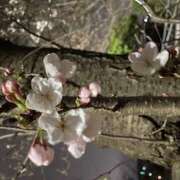 ヒメ日記 2025/04/05 22:07 投稿 剣崎（けんざき） 熟女の風俗最終章 名古屋店