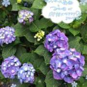 ヒメ日記 2025/06/03 09:56 投稿 さな リニューアル