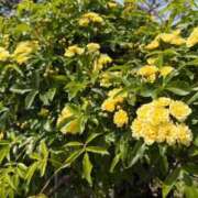 ヒメ日記 2025/04/20 09:35 投稿 安達　はるな 熟女パラダイス甲府店（カサブランカグループ）