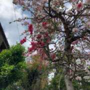 ヒメ日記 2025/04/15 20:01 投稿 まゆみ 熟女の風俗最終章 蒲田店