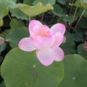 梓 りりぃ 暫くお休みすることとなりました_(..)_ 30代40代50代と遊ぶなら博多人妻専科24時