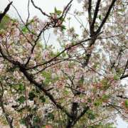 ヒメ日記 2025/04/11 12:51 投稿 ちえり ギン妻パラダイス 和歌山店