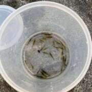 ヒメ日記 2025/05/08 18:39 投稿 ちえり ギン妻パラダイス 和歌山店