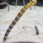 ヒメ日記 2025/08/05 11:15 投稿 はるか ぷるるんマダム 難波店