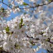 ヒメ日記 2025/04/05 11:26 投稿 相川 昼顔妻 五反田店