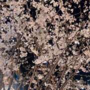 ヒメ日記 2025/03/30 12:06 投稿 小川めい 多恋人倶楽部