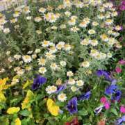 ヒメ日記 2025/04/26 00:53 投稿 小川めい 多恋人倶楽部