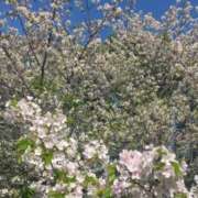 ヒメ日記 2026/04/11 11:13 投稿 まりあ 熟女の風俗最終章 西川口店