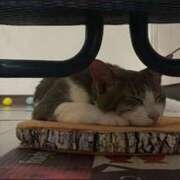 ヒメ日記 2025/03/27 19:22 投稿 プリン Club Hearts