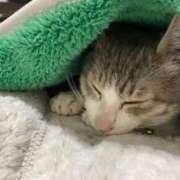 ヒメ日記 2025/12/05 15:33 投稿 プリン Club Hearts